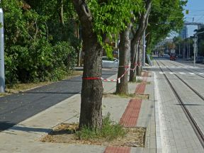 Stromy na zastávke Úrad vlády SR dopravný podnik nečakane vyrúbal, ohrozovali chodcov aj električky